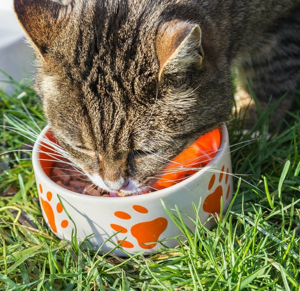 Кошачий жидкий корм